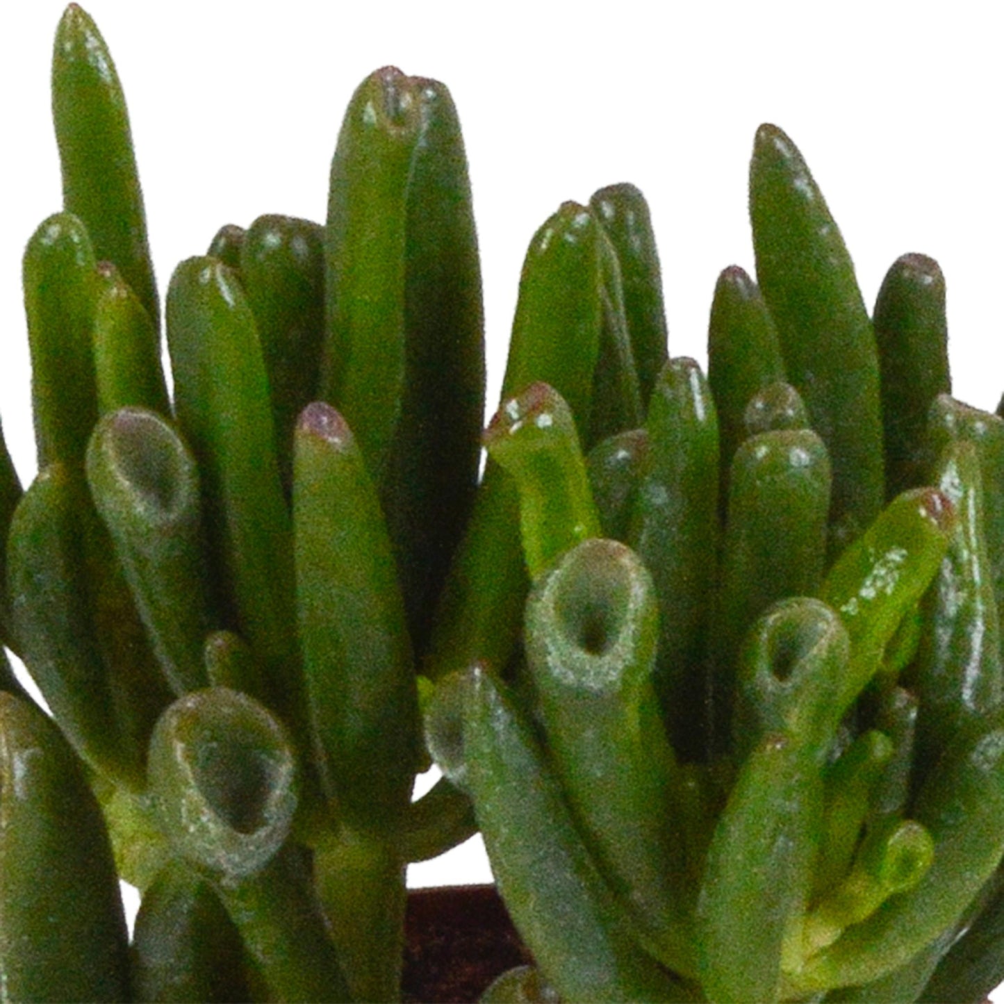 Crassula mix 8.5 cm - 3x - in terracotta pot