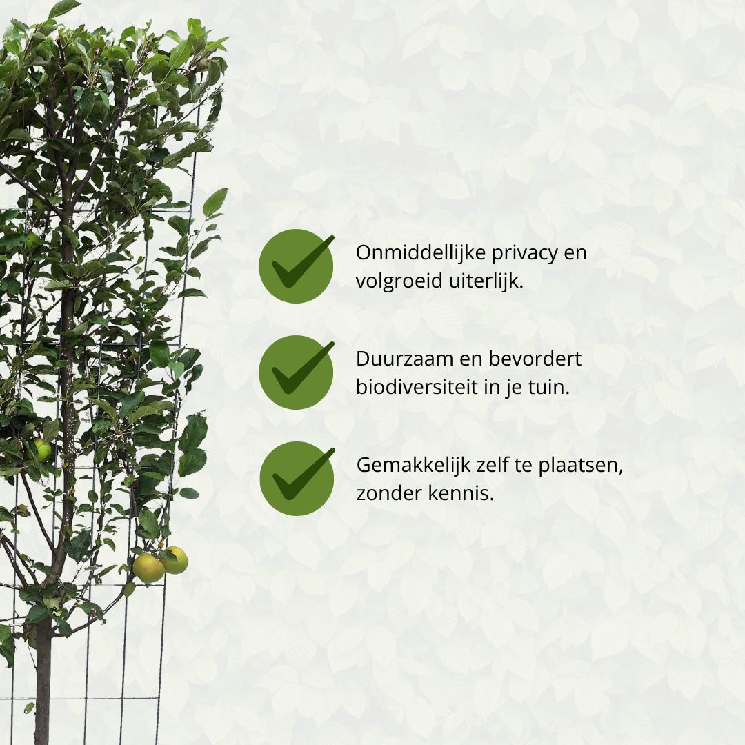 Malus Domestica 'Elstar' - Appelboom - Kant-en-Klaar Haag - 120 x 40 x 180 cm