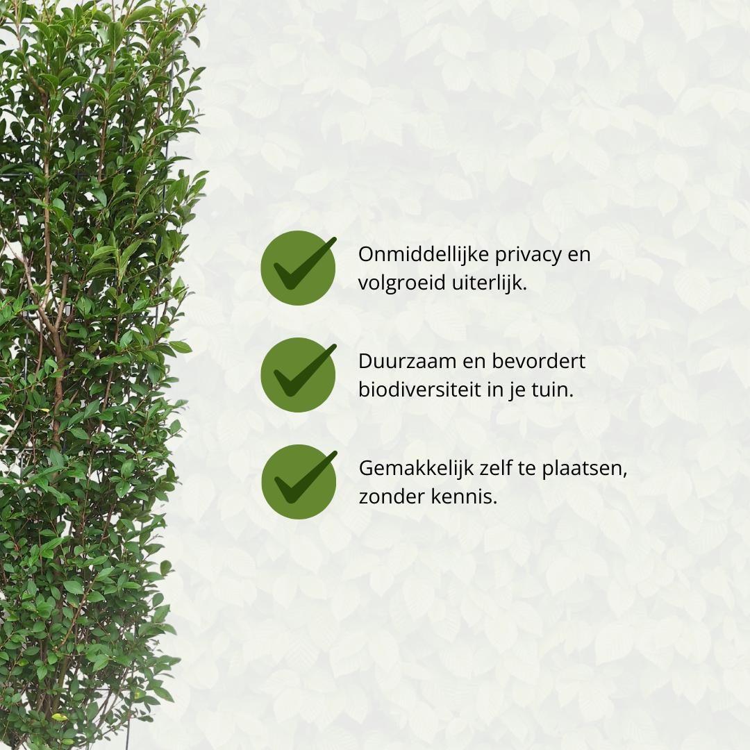 Ligustrum Ovalifolium - Ligusterhaag - Kant-en-Klaar Haag - 120 x 40 x 180 cm
