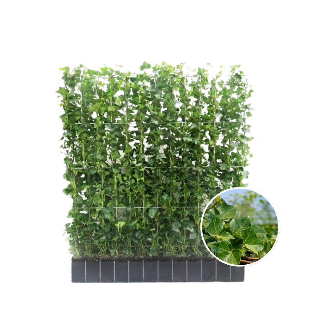 Hedera Hibernica - Klimop - Kant-en-Klaar Haag | ↔120cm - ↨120 cm