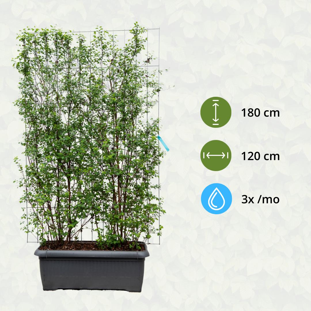 Spiraea Vanhouttei - Spierstruik - Kant-en-Klaar Haag - 120 x 40 x 180 cm