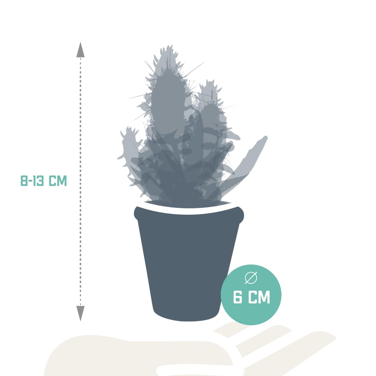 Cactus en vetplanten mix 5.5 cm | 15 stuks - in terracotta pot