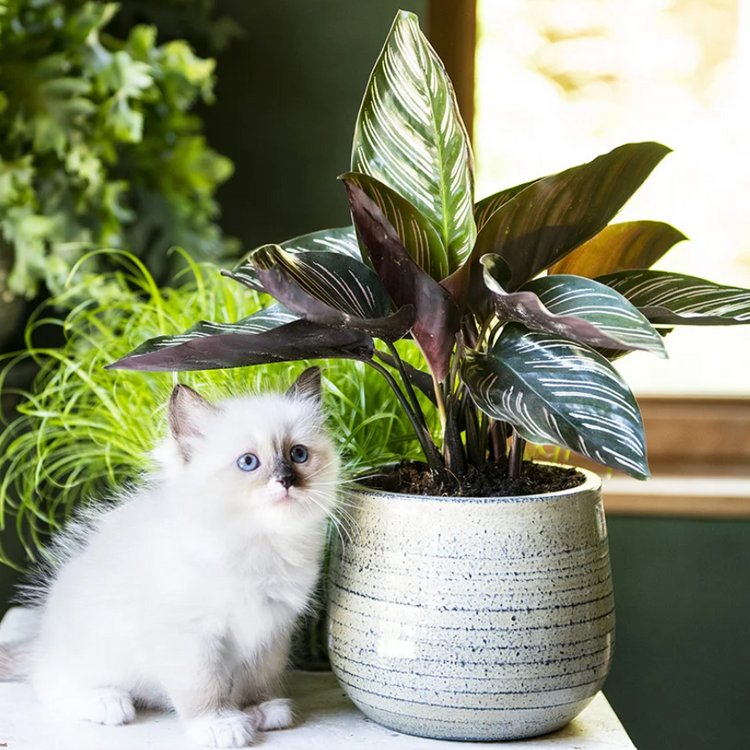 Calathea in trendy pot met witte poes