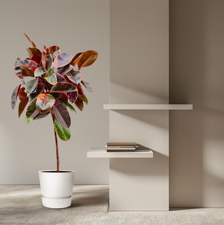 Ficus in pot in trendy woonkamer met boekenrek