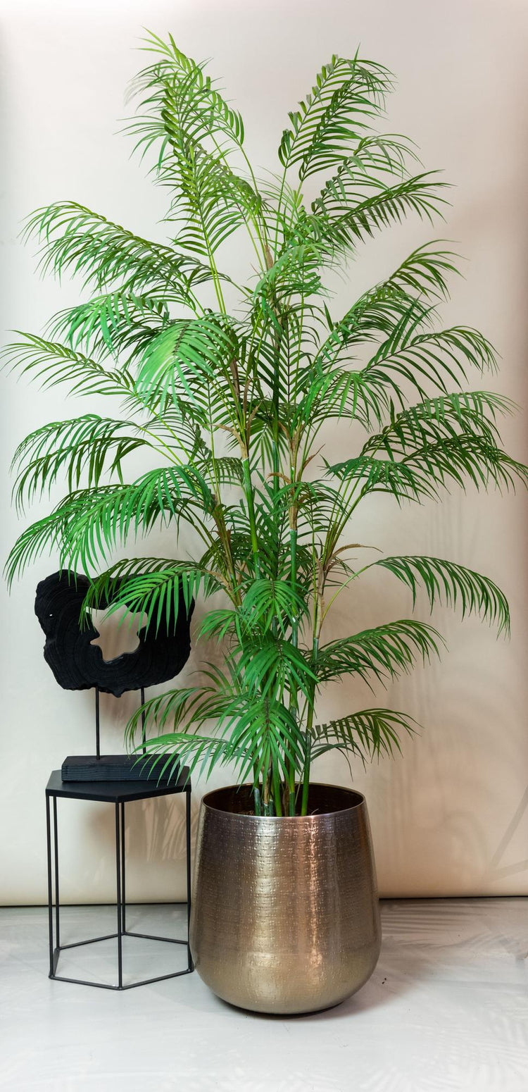 Grote kamerplanten