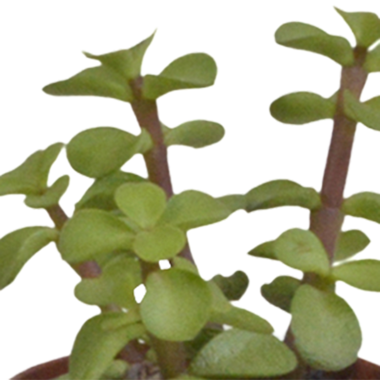 Planten voor weinig licht