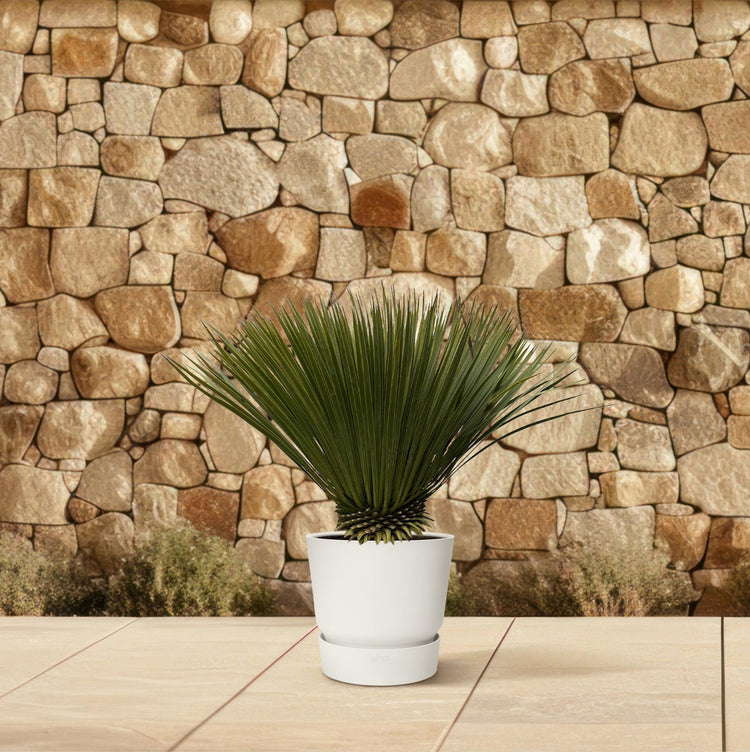 Yucca in een bloempot op het terras 
