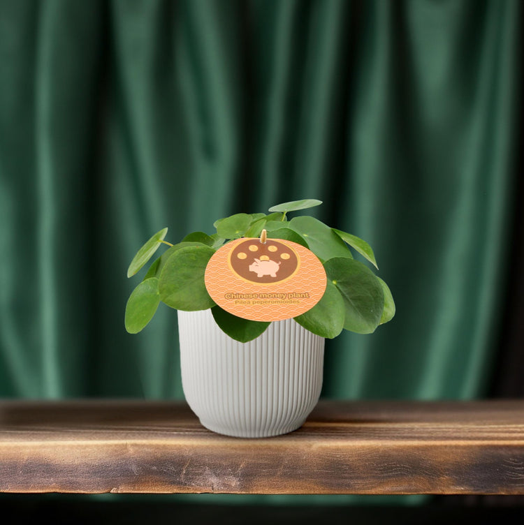 Pilea in pot op legplank