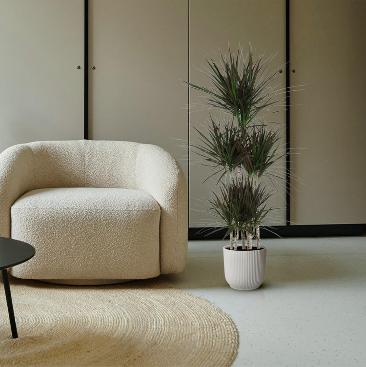 Dracaena in pot in trendy woonkamer