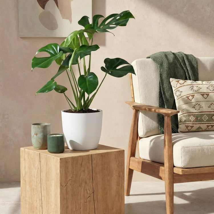 Monstera in pot in trendy woonkamer