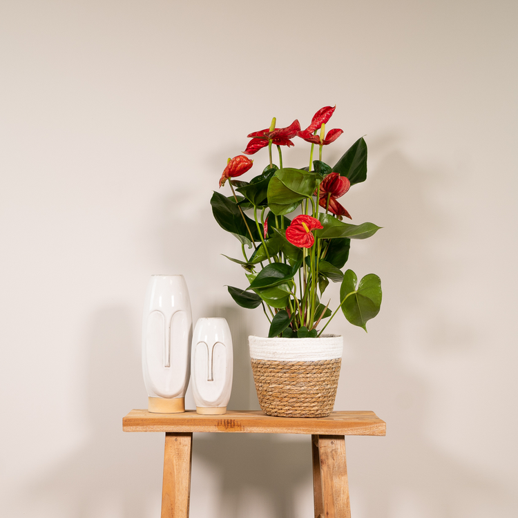 anthurium in pot op trendy tafel