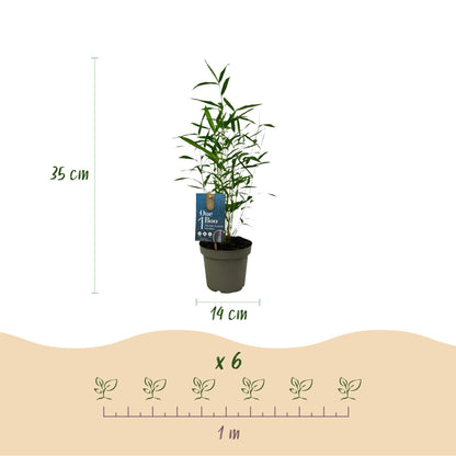 Bamboe: Fargesia Blue Dragon (12 Planten)