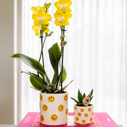 Giftset: Yellow Phalaenopsis Albenga