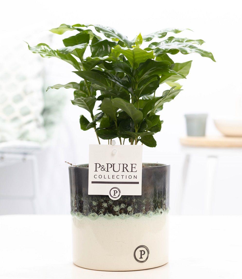 Combo: Coffea Arabica