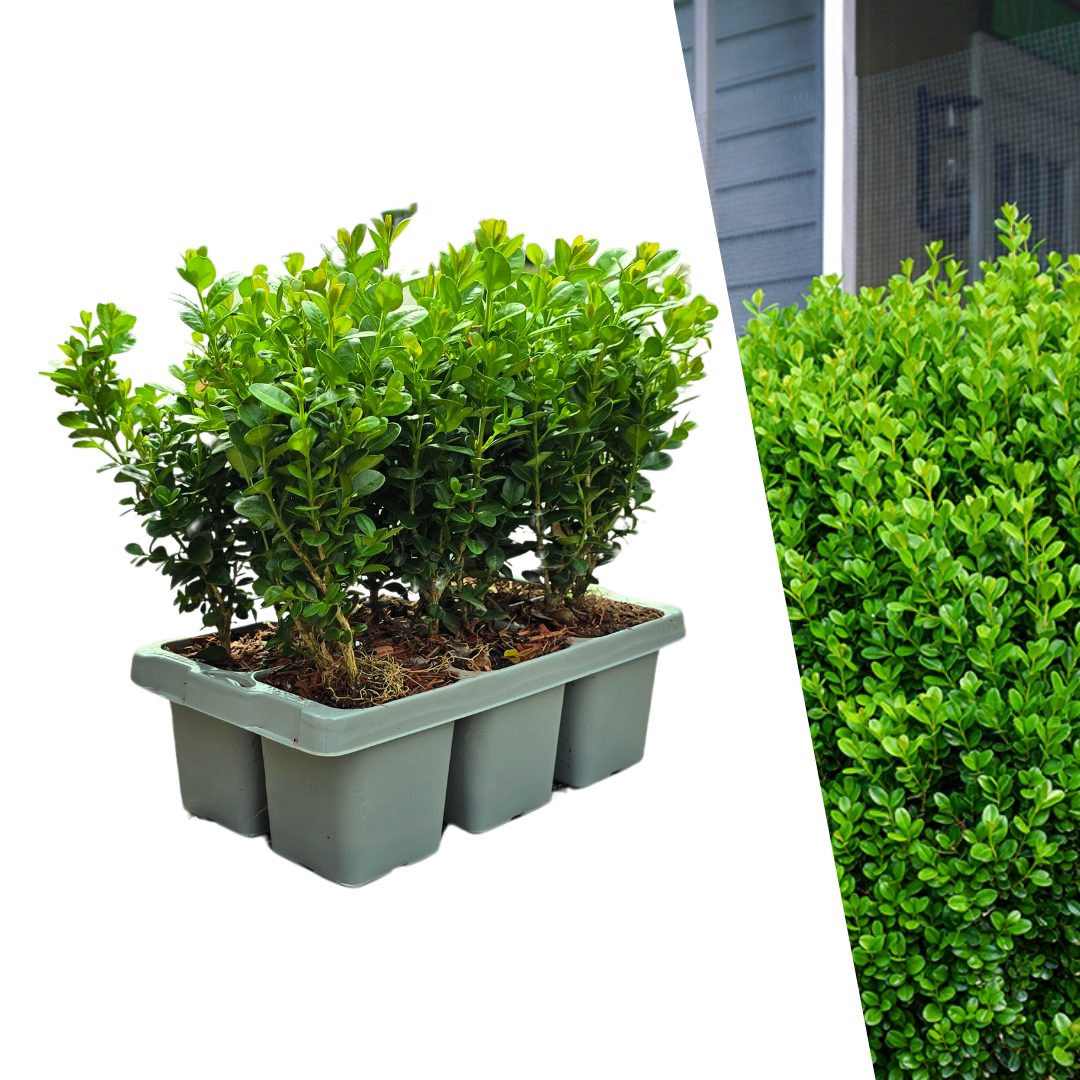 6-Pack – Winterharde Groenblijvende Struiken 6 x Ø7 cm - ↕15 cm