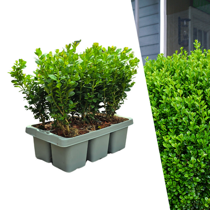 6-Pack – Winterharde Groenblijvende Struiken 6 x Ø7 cm - ↕15 cm