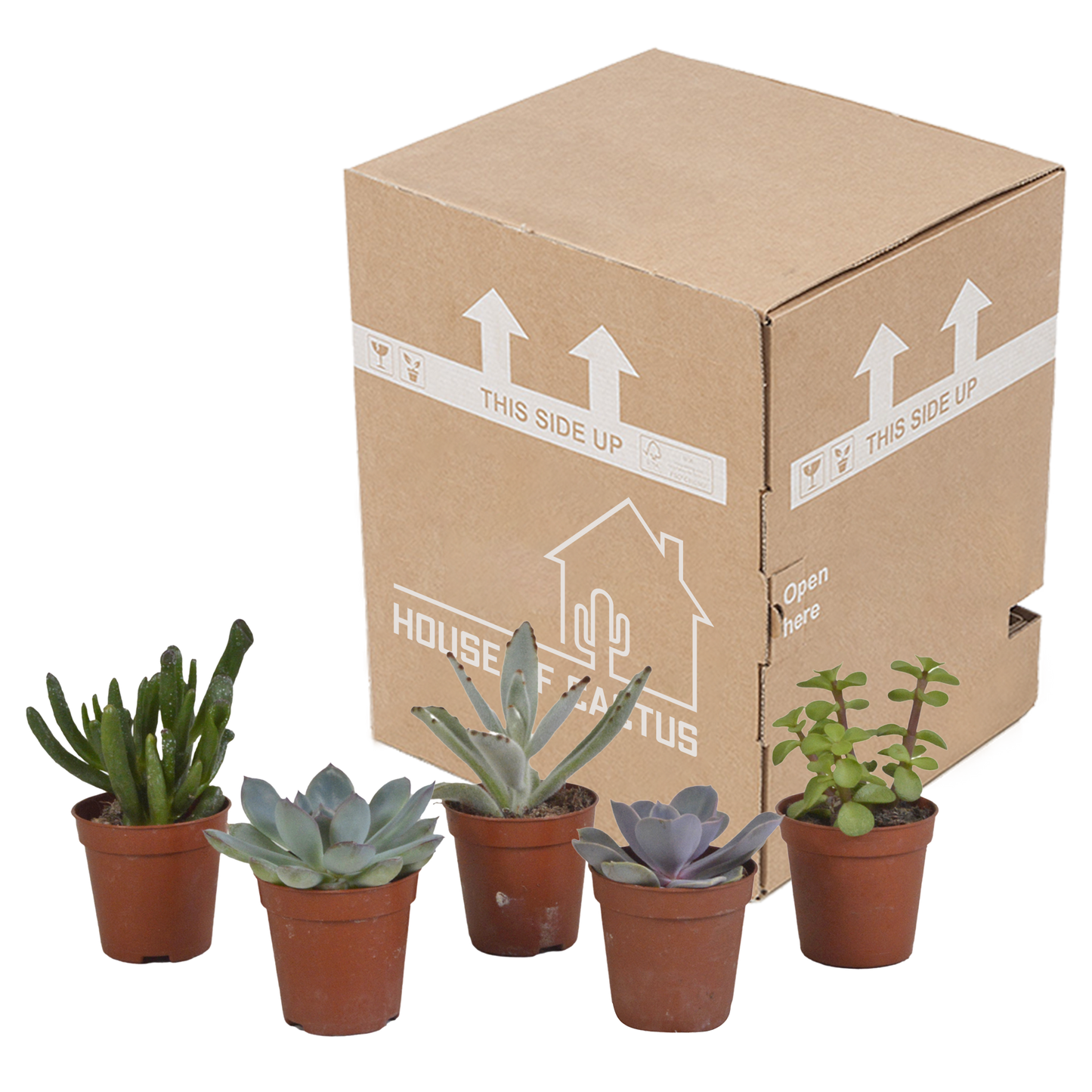 mix: 5 Vetplanten 5.5 cm - 5x - zonder pot
