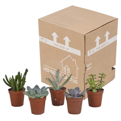 mix: 5 Vetplanten 5.5 cm - 5x - zonder pot