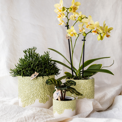 Giftset: Yellow Albenga