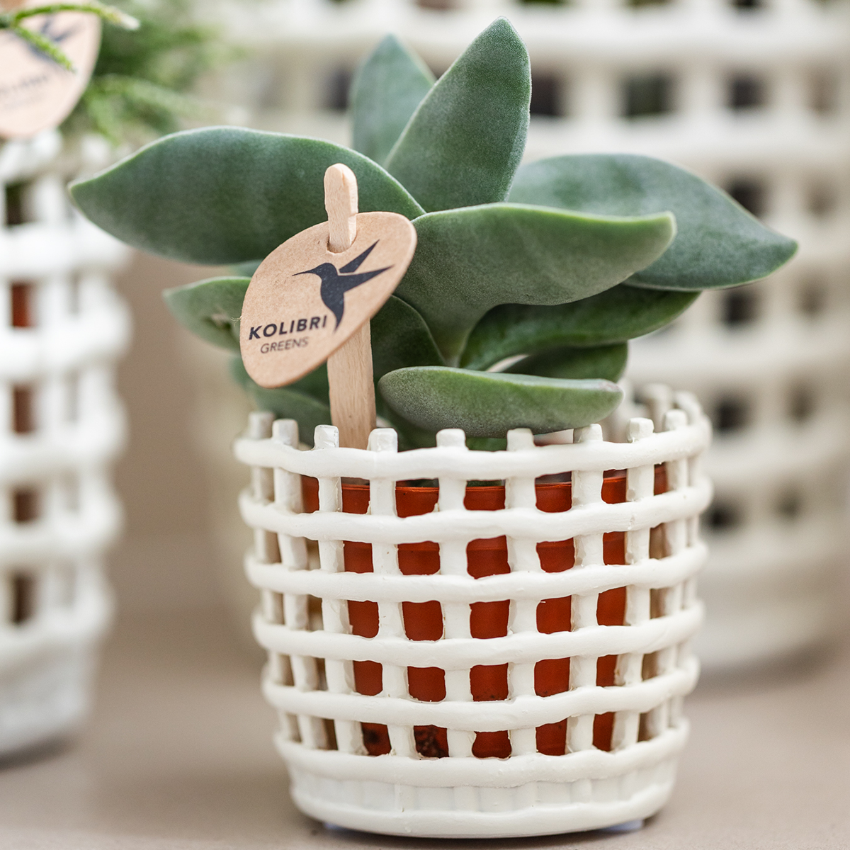 Giftset: Mesh White