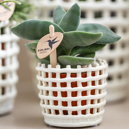 Giftset: Mesh White