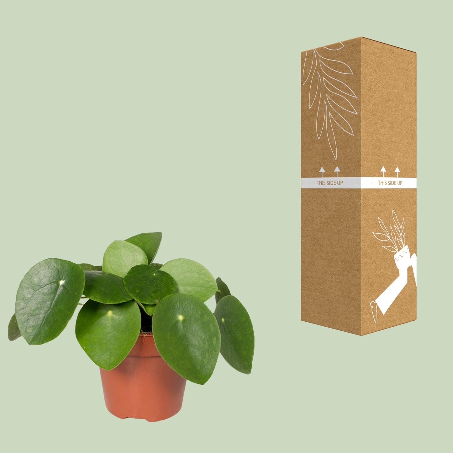 Pilea Peperomiodes Ø12cm - ↕20cm