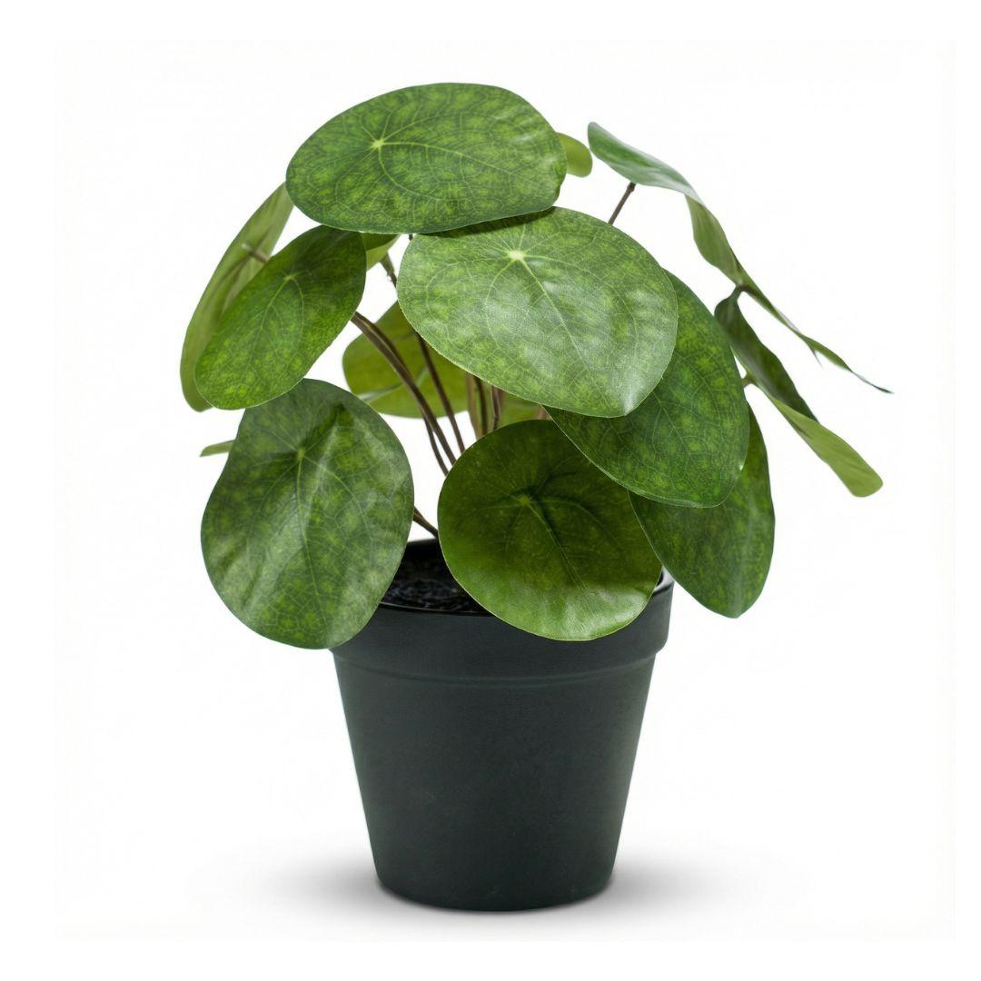 ARTIFICIAL Pilea bush 25 cm in zwarte pot