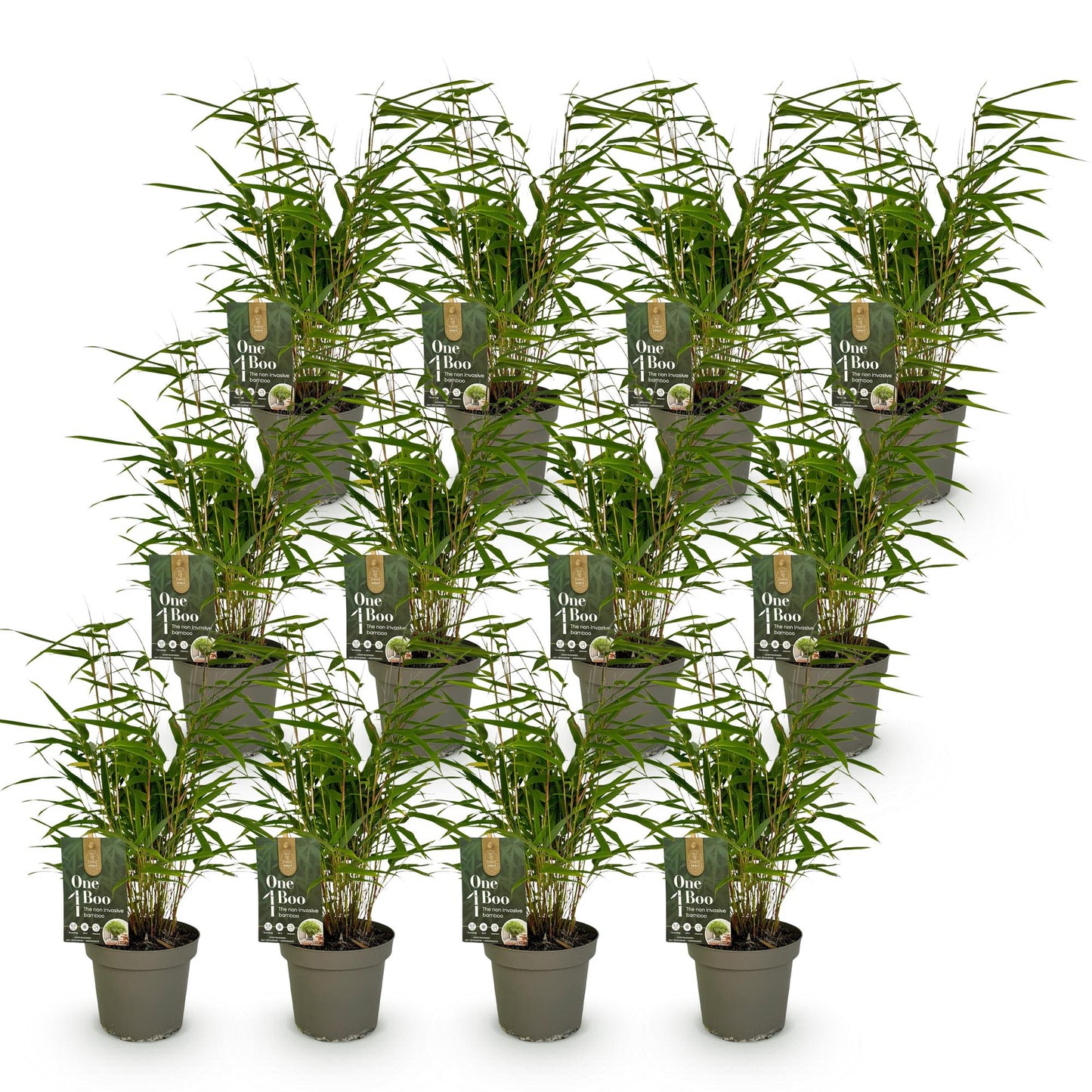 Bamboe: Fargesia Rufa (12 Planten)