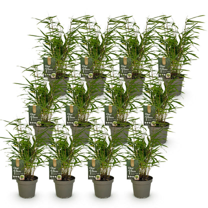 Bamboe: Fargesia Rufa (12 Planten)