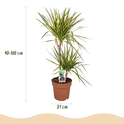 Dracaena Sunray in Grijze Pot - Hoogte 90-100cm