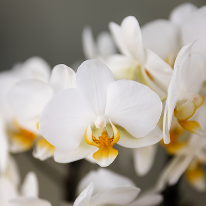 Surprise-box: 2 orchideeën