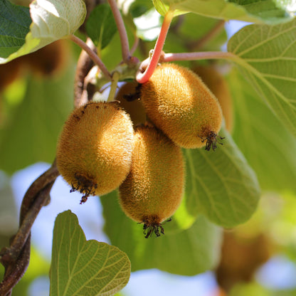 Set: Actinidia Weiki & Golden Kiwi (2 stuks)