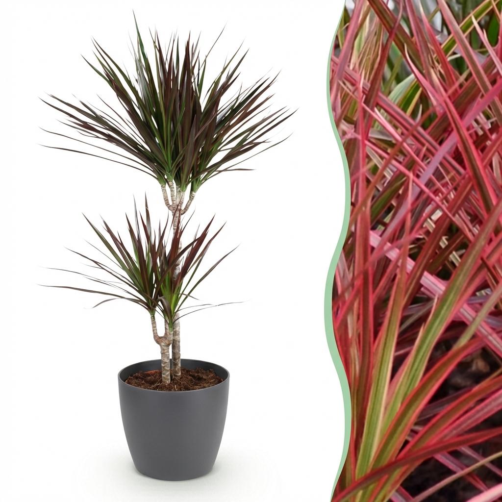 Dracaena Magenta in Grijze Pot 90-100cm