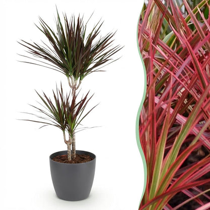 Dracaena Magenta in Grijze Pot 90-100cm
