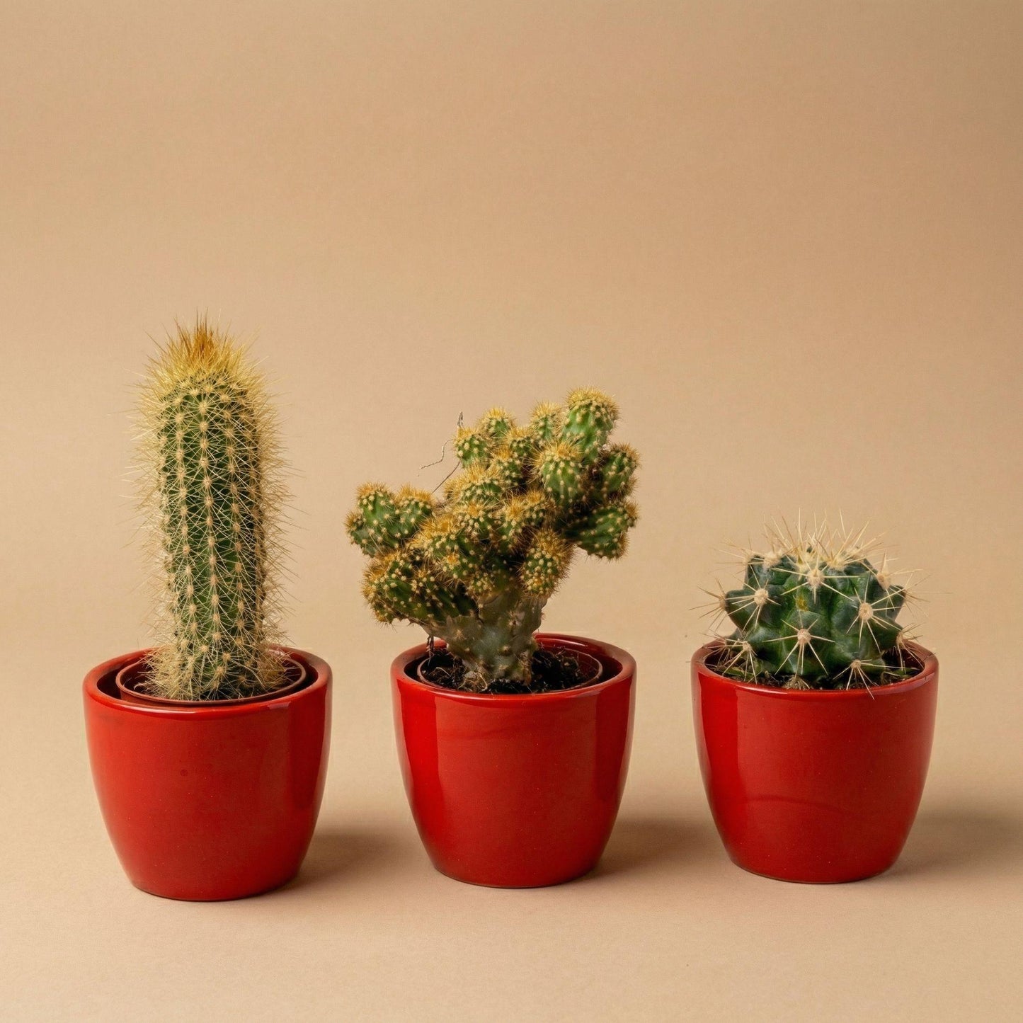 Set: Cactus (3 stuks) (rode mini-pot)