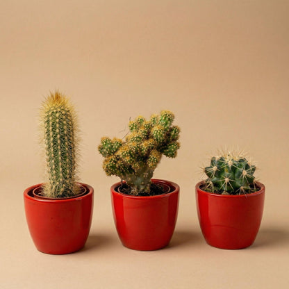 Set: Cactus (3 stuks) (rode mini-pot)