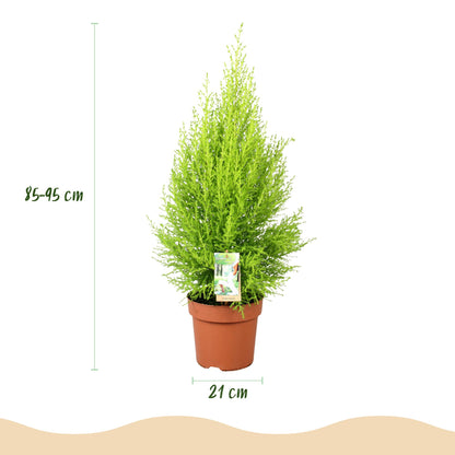 Cupressus Gold Crest Wilma 85-95cm