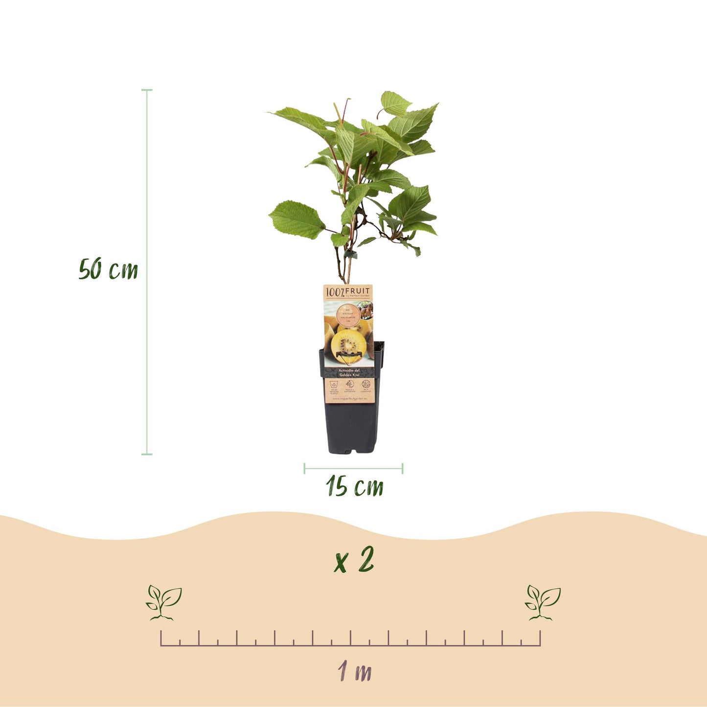 Set: Actinidia Weiki & Golden Kiwi (3 stuks)