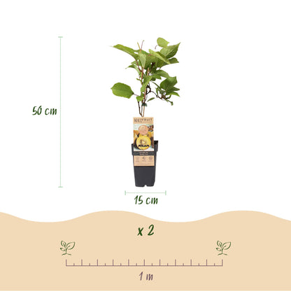 Set: Actinidia Weiki & Golden Kiwi (3 stuks)