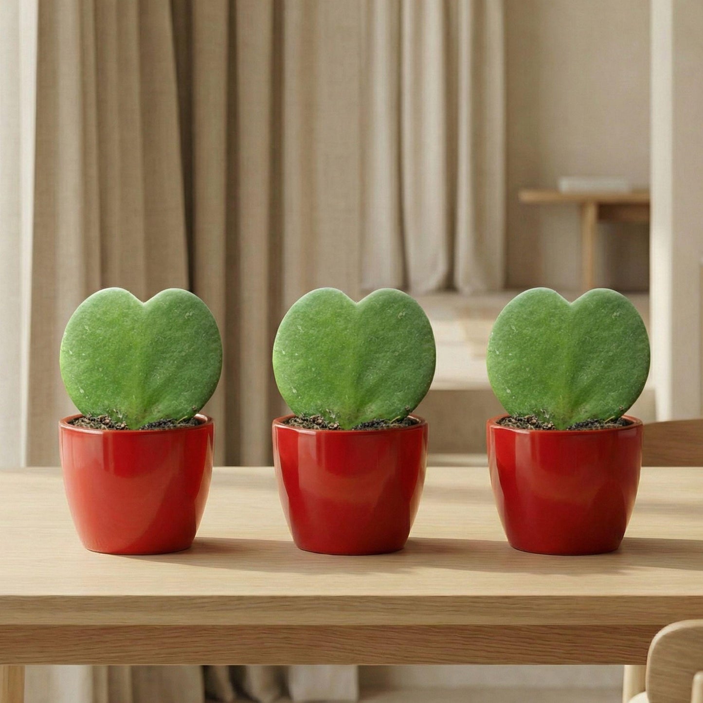 Plant Set: Red Sweetheart
