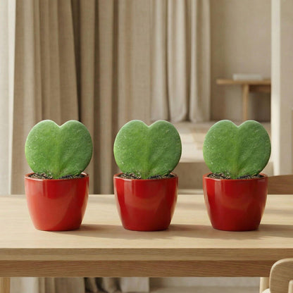 Plant Set: Red Sweetheart
