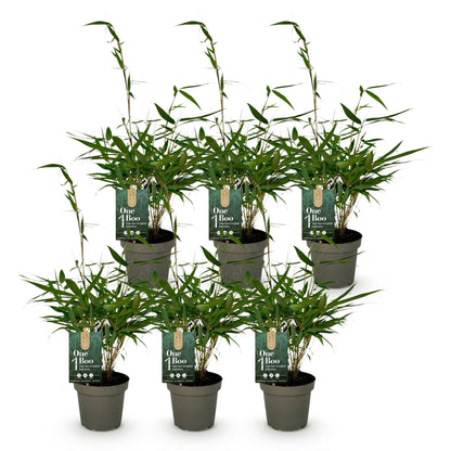 Bamboe: Fargesia robusta Pingwu (6 Planten)