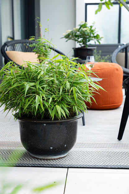 Bamboe: Fargesia robusta Pingwu (12 Planten)