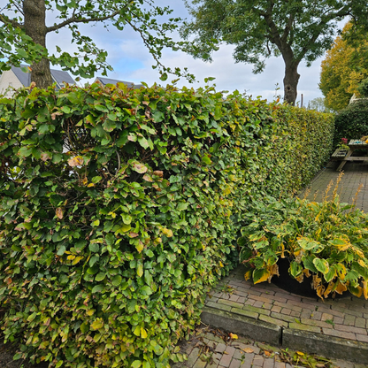 Palletdeal: Fagus sylvatica (50 stuks)