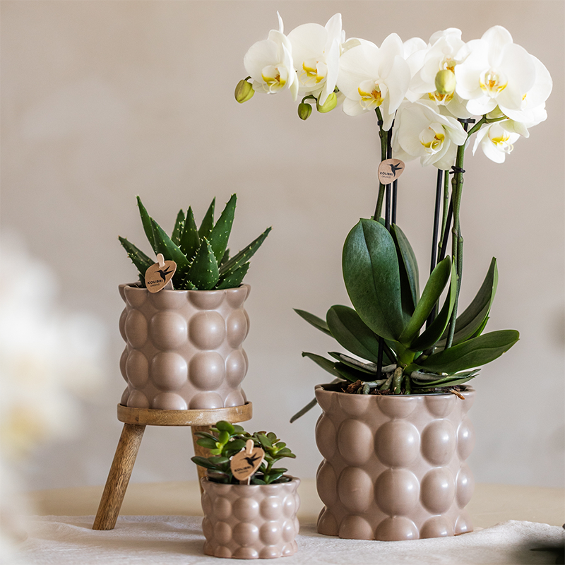Combo: Kolibri Company | Combi deal | Cotton sierpot zand – set 6 cm + 9 cm + 12 cm