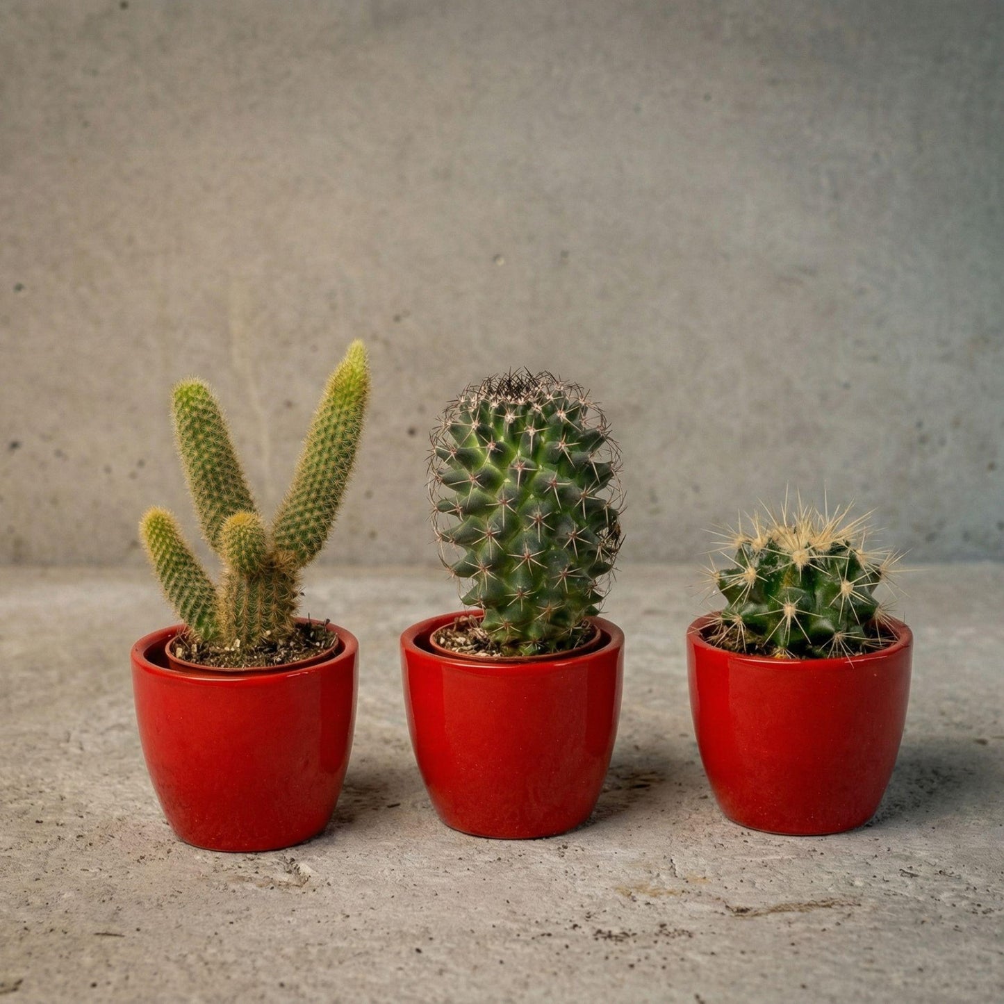 Set: Cactus (3 stuks) (rode mini-pot)