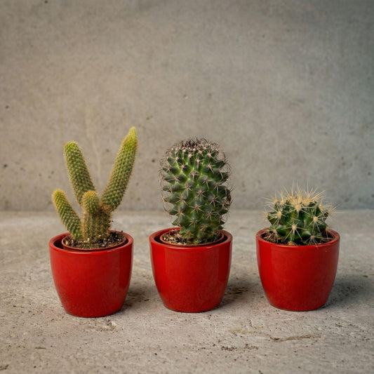 Set: Cactus (3 stuks) (rode mini-pot)