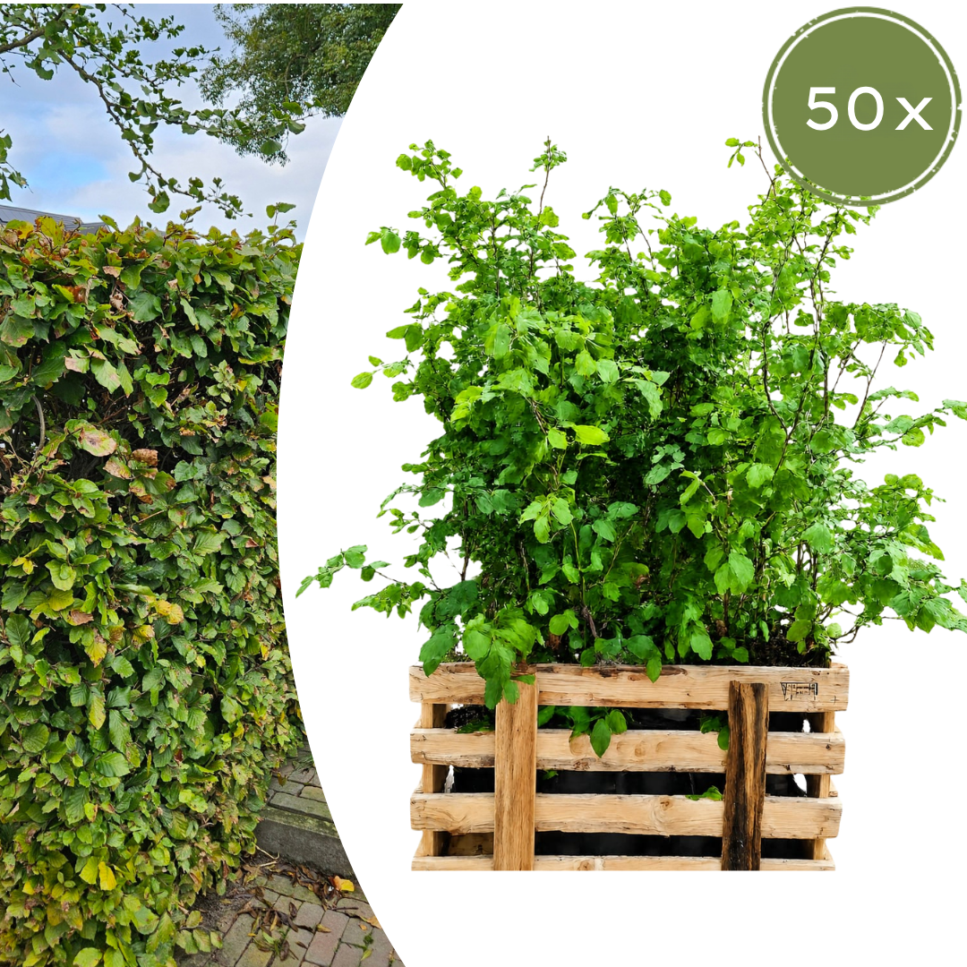 Palletdeal: Fagus sylvatica (50 stuks)