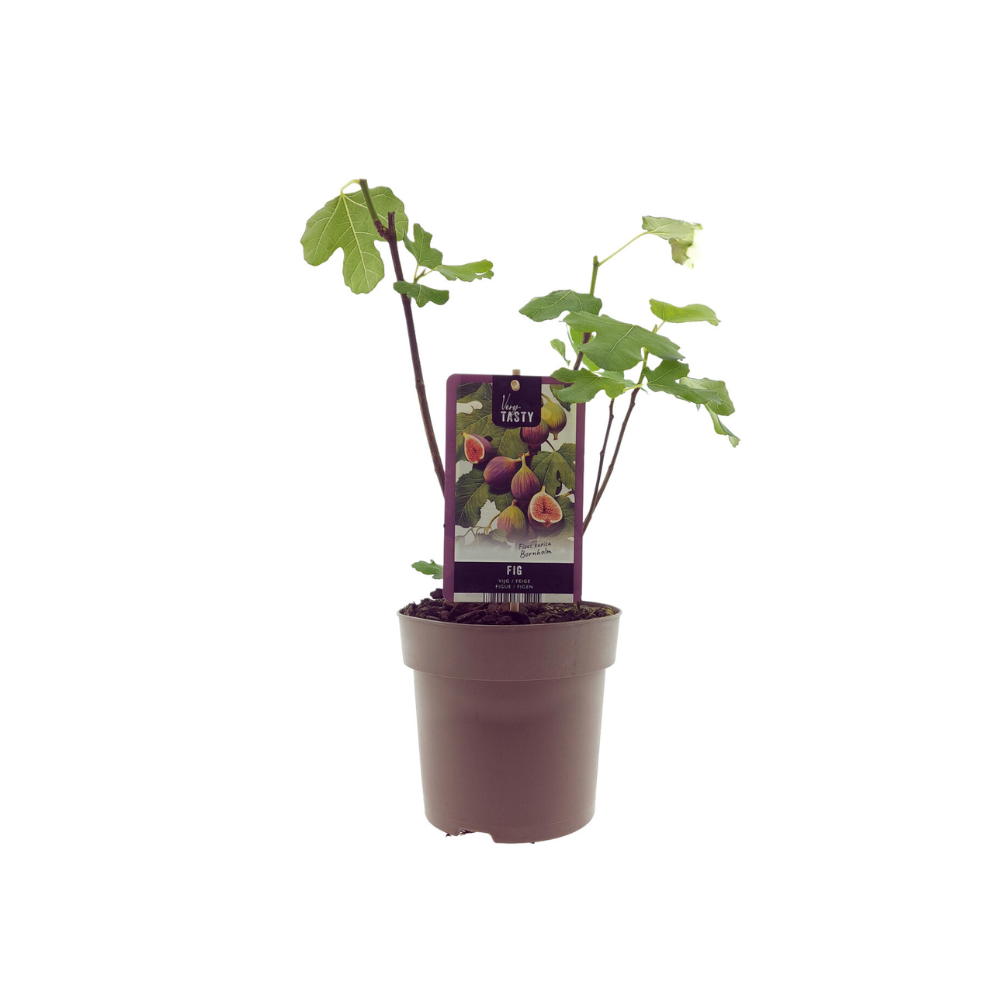 Ficus Bornholm - eetbare vijgen Ø15cm - ↕40cm
