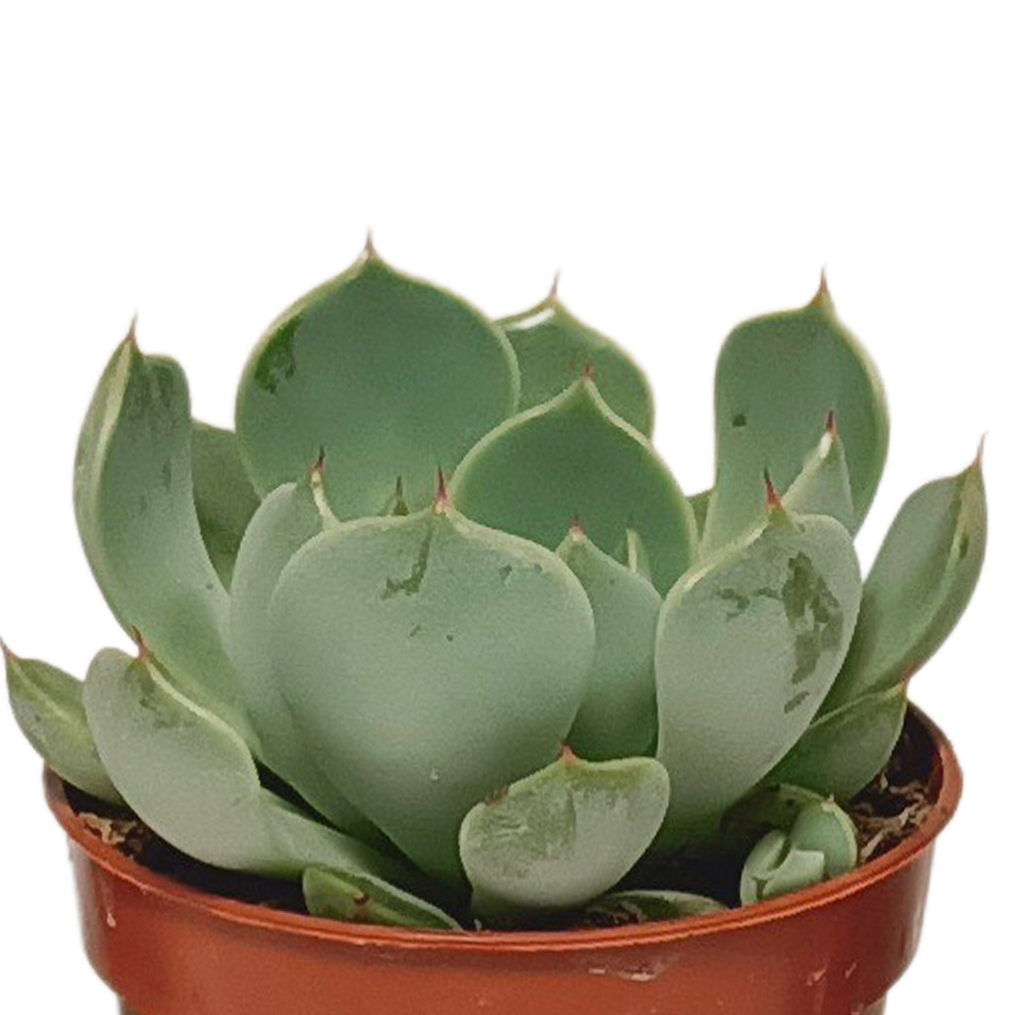 Mix: 10 Vetplanten 5.5 cm zonder pot